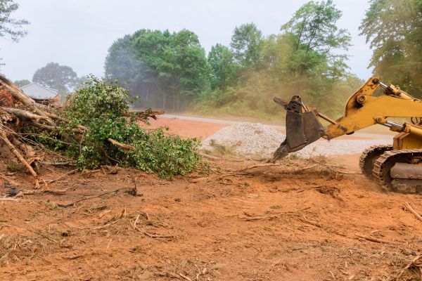 Ground Clearing in Georgetown