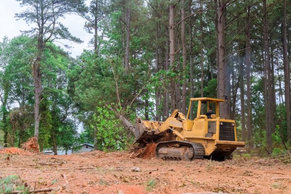 Trees Clearing in Georgetown