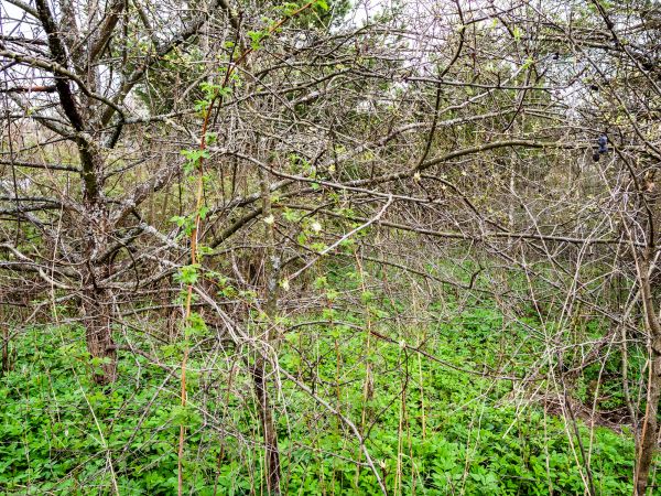 Underbrush Clearing in Georgetown