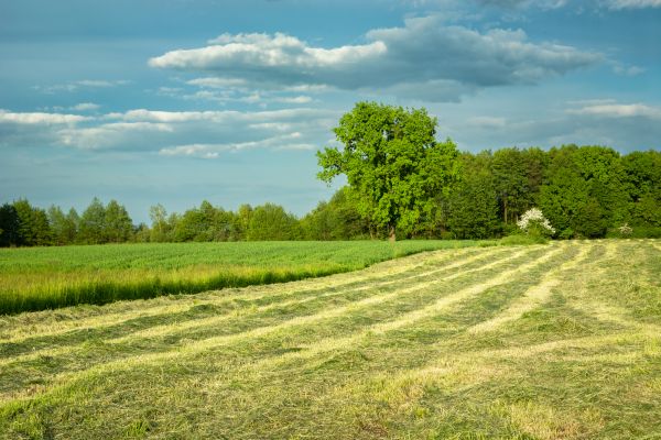 Cost of Vegetation Removal in Georgetown