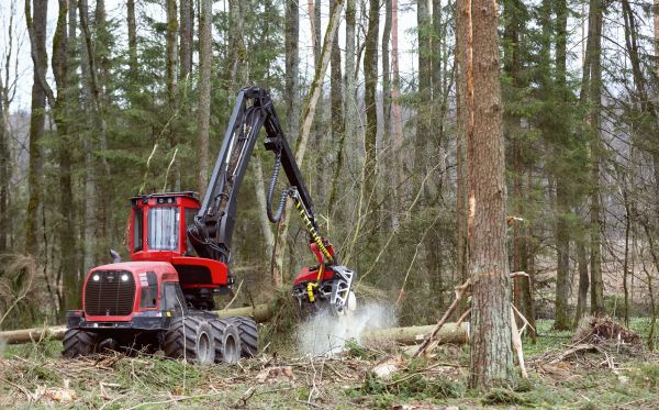 Cost of Forest Clearance Service in Georgetown
