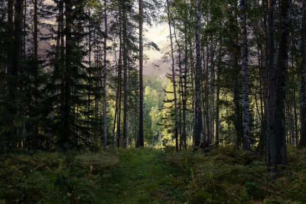 Cost of Pine Tree Clearing in Georgetown