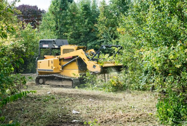 Cost of Pathway Clearing in Georgetown